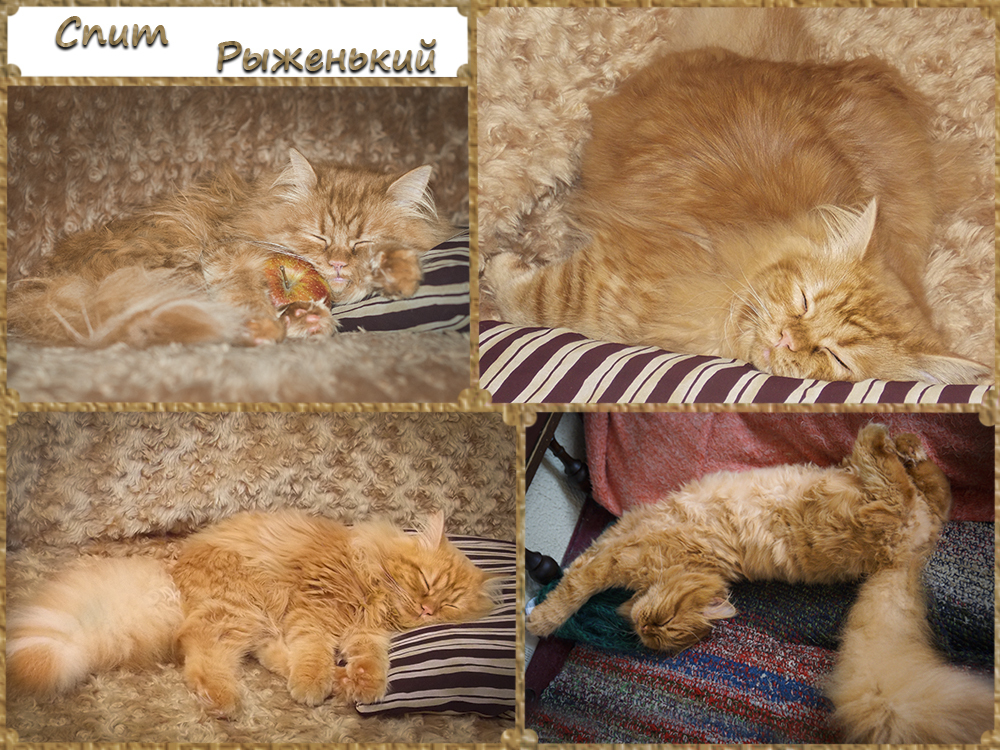 CATS SLEEP - My, cat, Catomafia, Minsk, Longpost