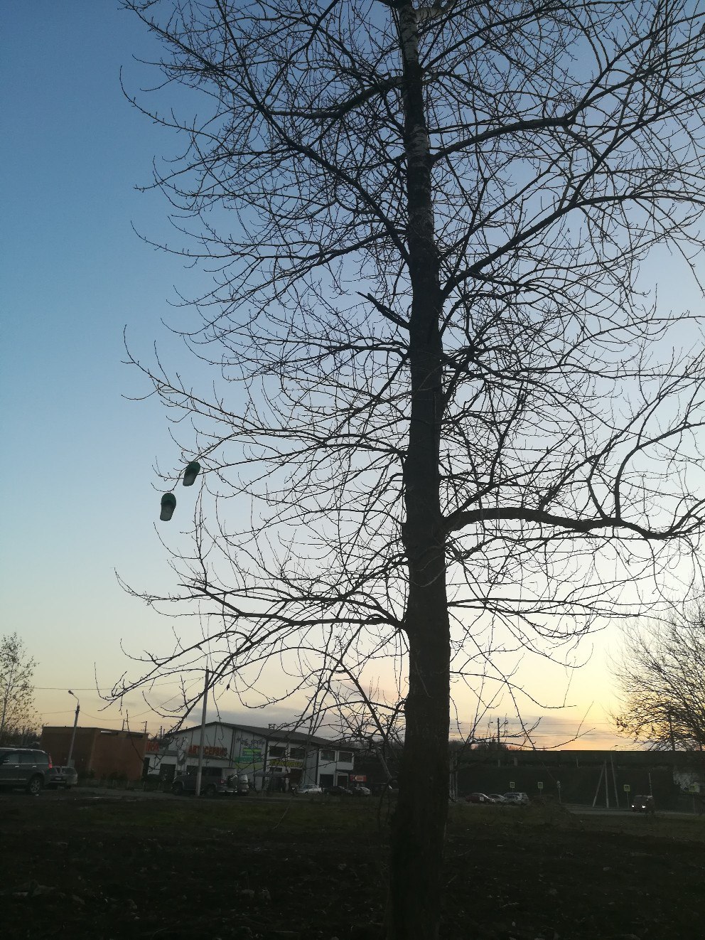 Any guesses? - My, The photo, Slippers, Tree, The Rooks Have Arrived, Longpost