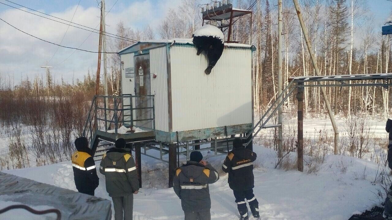 Когда не соблюдаешь ТБ. - Медведи, Техника безопасности, Электричество