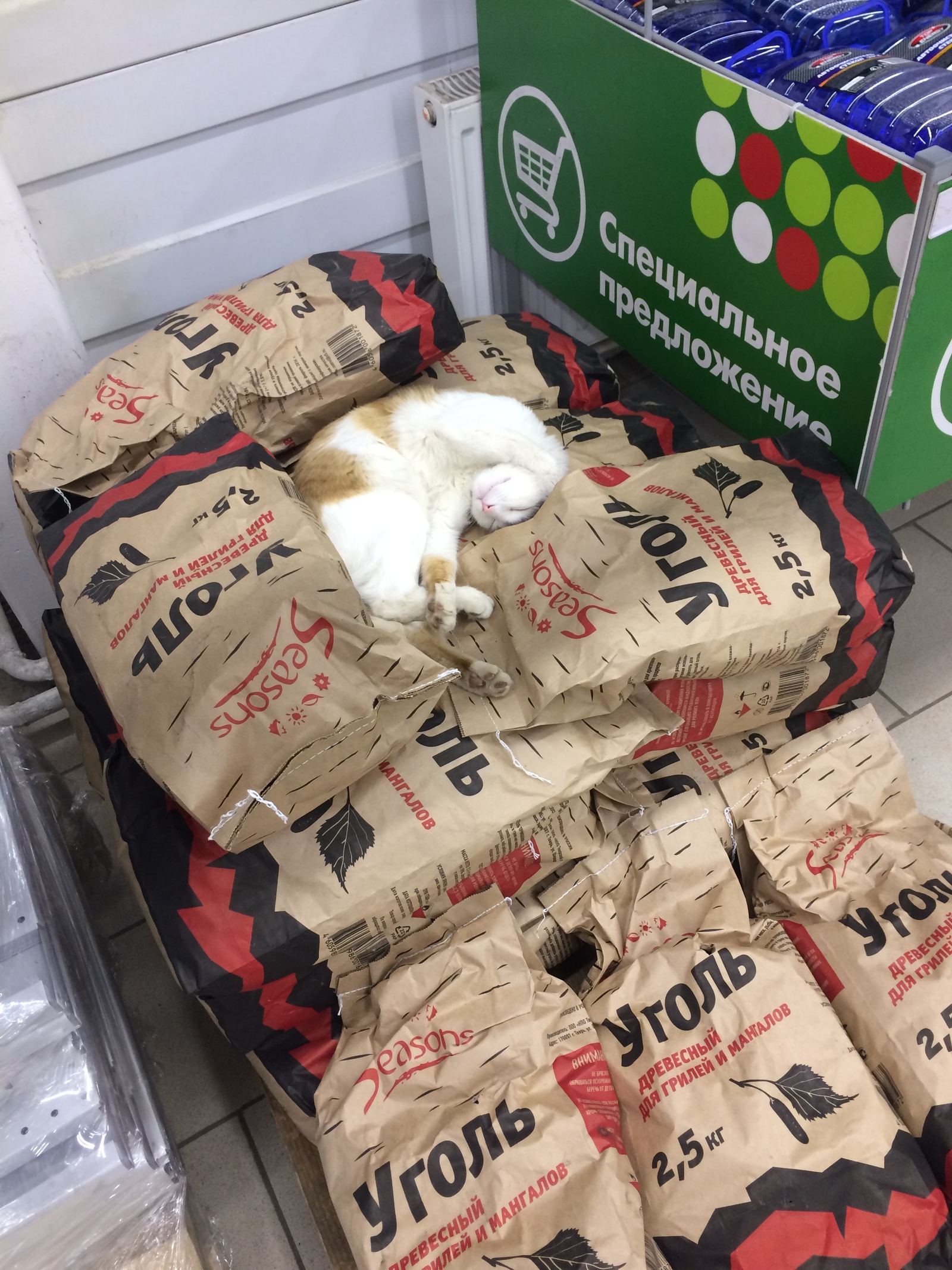 Milota in the supermarket - My, cat, Milota, Coal, Longpost