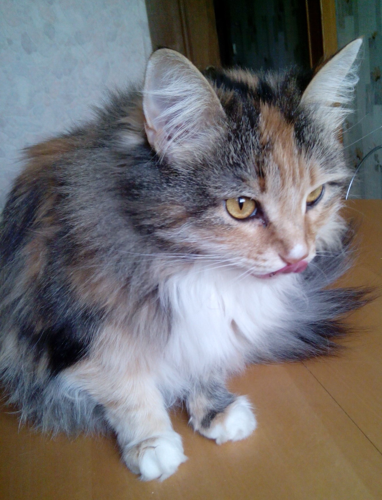 Save a cat, pls... - My, cat, Maryino, Help, Longpost