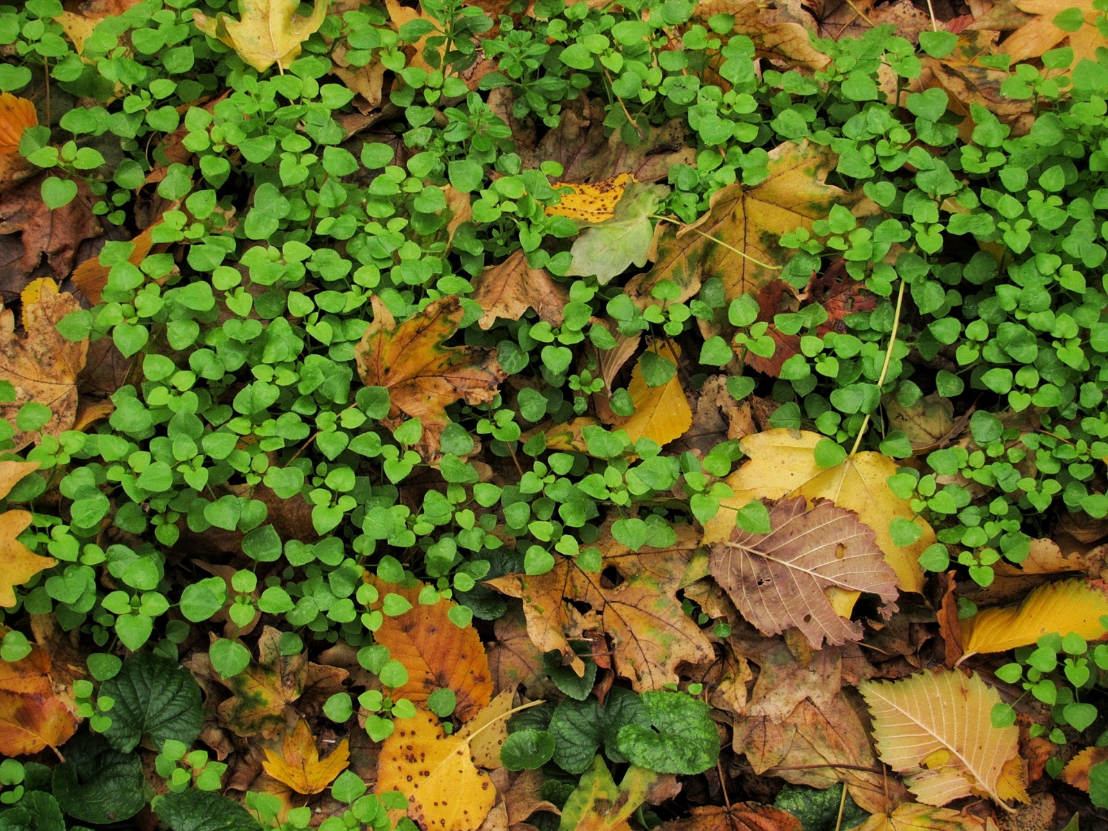 Autumn forest post. - My, Autumn, The photo, Beginning photographer, , Longpost