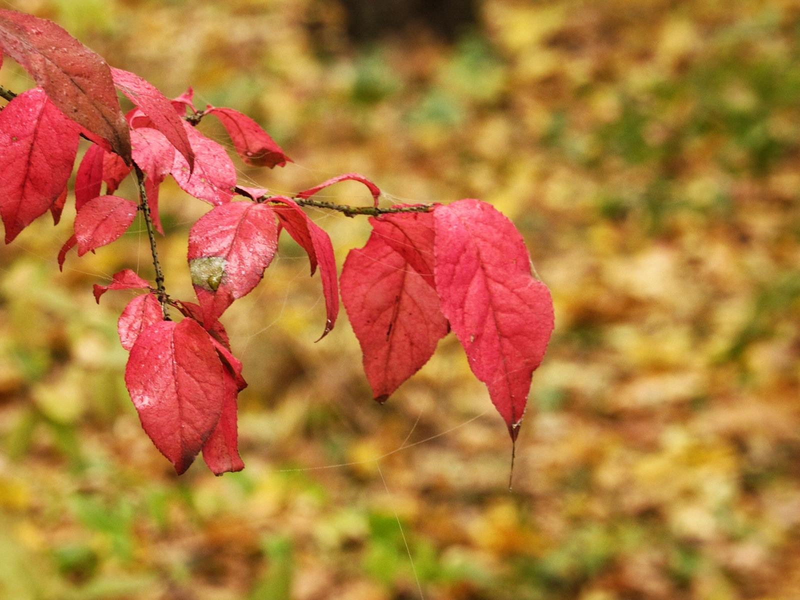 Autumn forest post. - My, Autumn, The photo, Beginning photographer, , Longpost