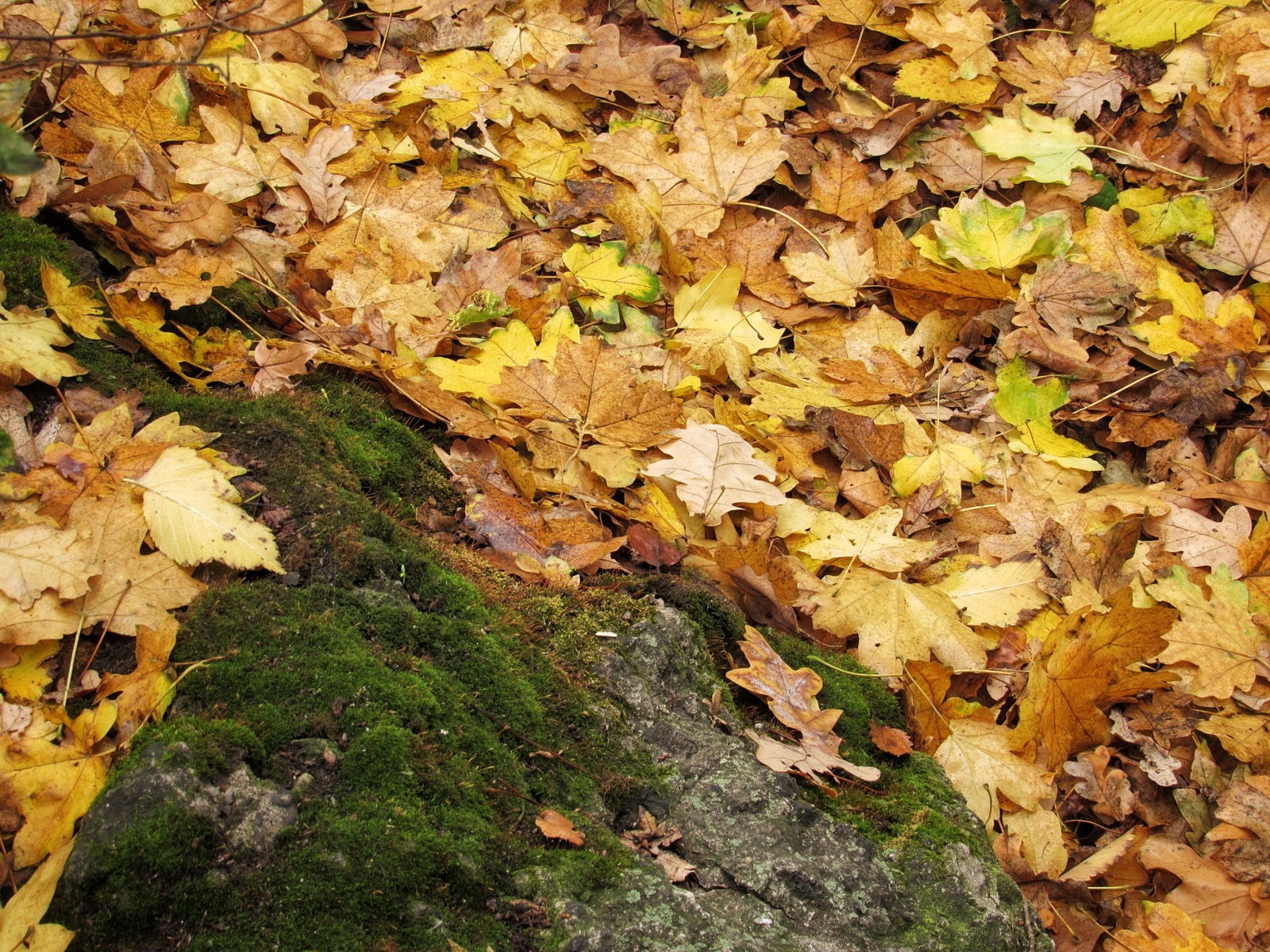 Autumn forest post. - My, Autumn, The photo, Beginning photographer, , Longpost