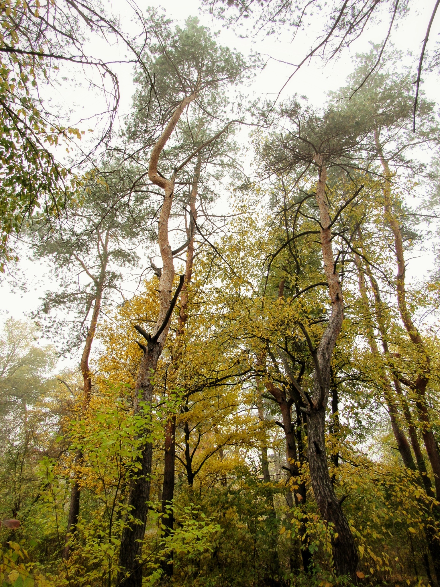 Autumn forest post. - My, Autumn, The photo, Beginning photographer, , Longpost