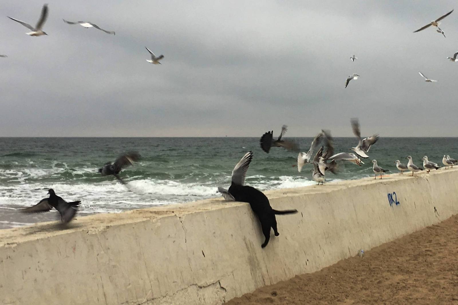 Killer Cat Fluffy Paws - cat, Seagulls, Odessa, Arcadia, GIF