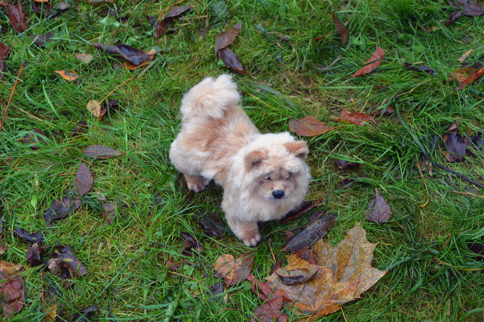 Wool chow chow - My, Wool, Wallow, Needlework without process, Chow Chow, Dog, Toys, Longpost