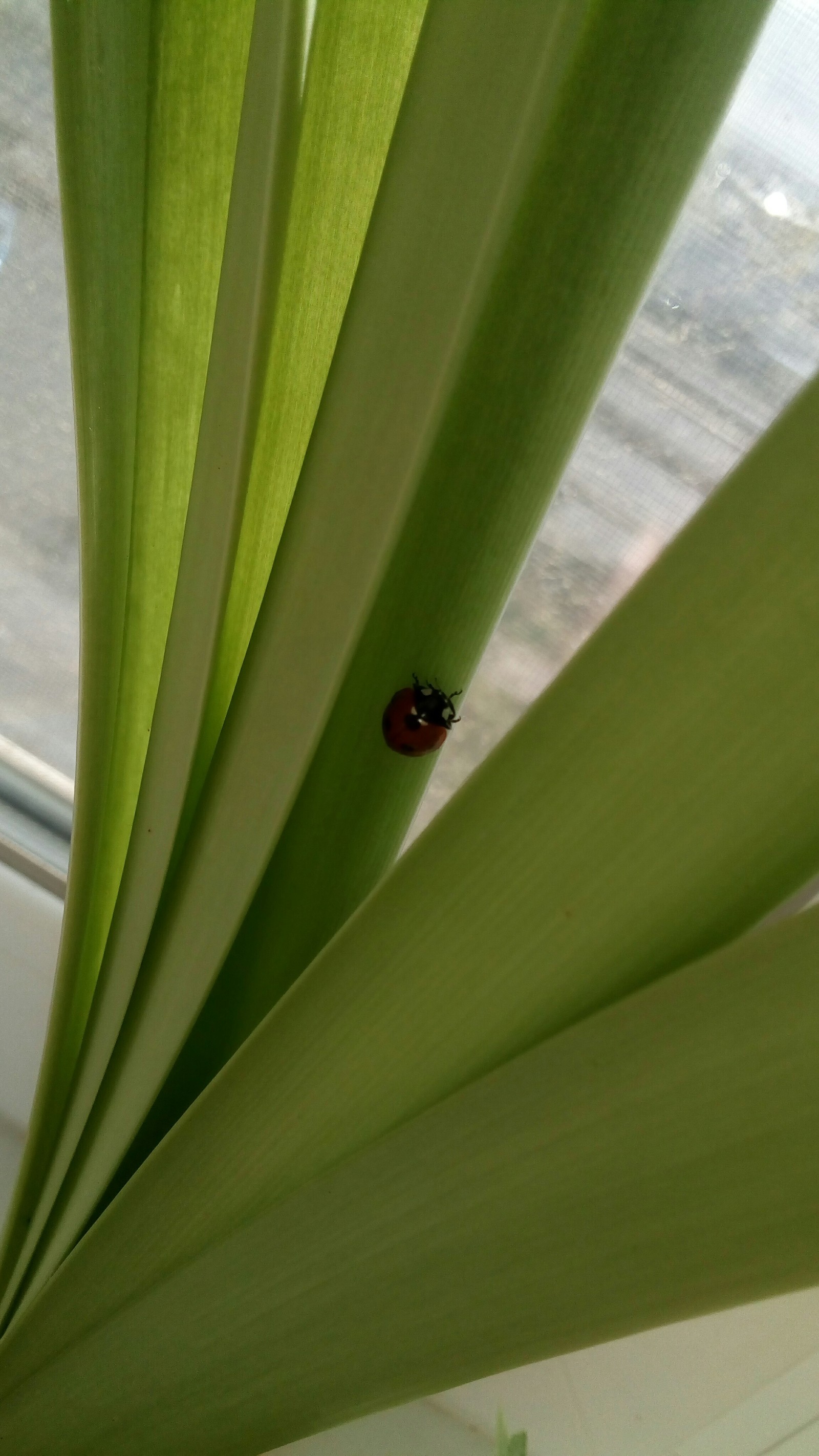 Another pet has appeared in our apartment for the joy of the kids. But how to protect this miracle from a cat?) - House insect, cat