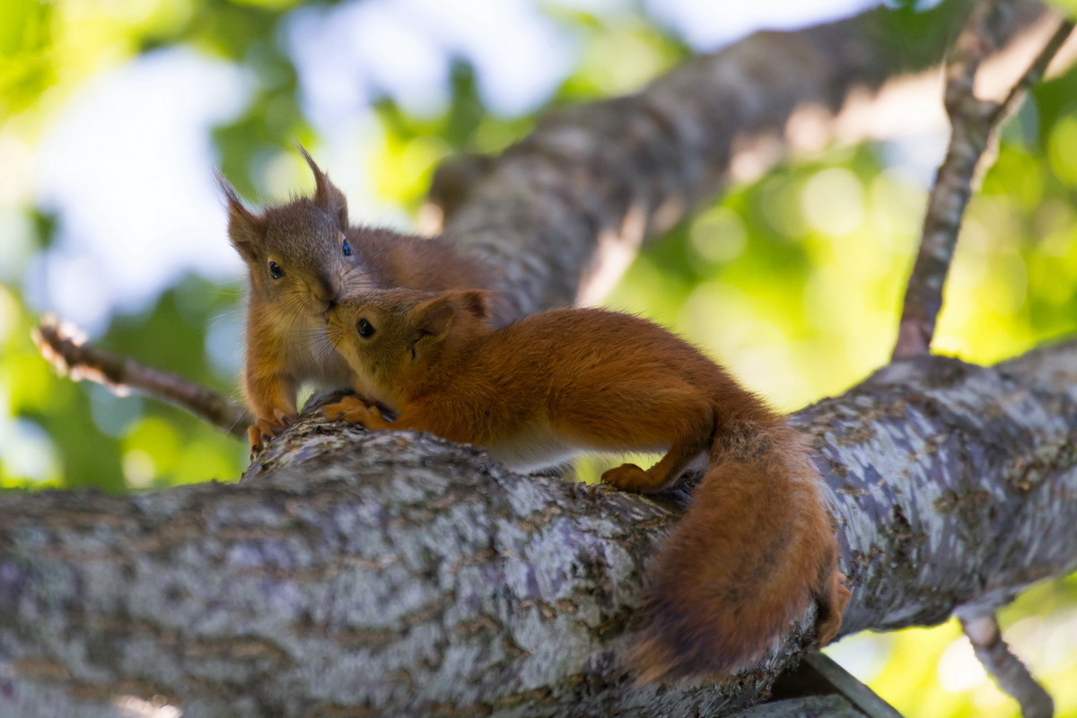 Belcot - My, Squirrel, Photo hunting, Summer, Tree, Milota, Animals, Longpost