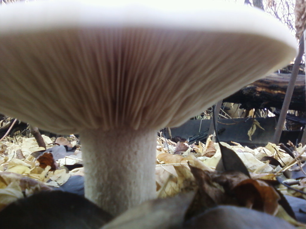 Does anyone know what mushrooms are? - My, Mushrooms, Autumn, Almaty, Longpost