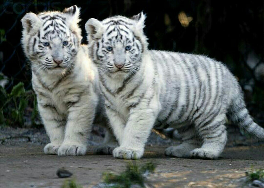 Albinos. - Animals, The photo, Albino, Longpost