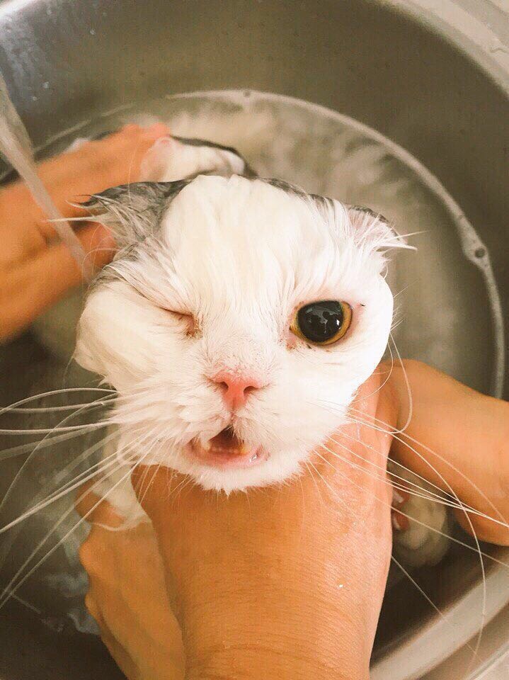 “You lie! You won't take it! Eaglet, eaglet!..” Scottish fold cat Manka 3.5 years old. Terribly dislikes swimming. - My, Scottish lop-eared, cat, Highland Fold, Longpost