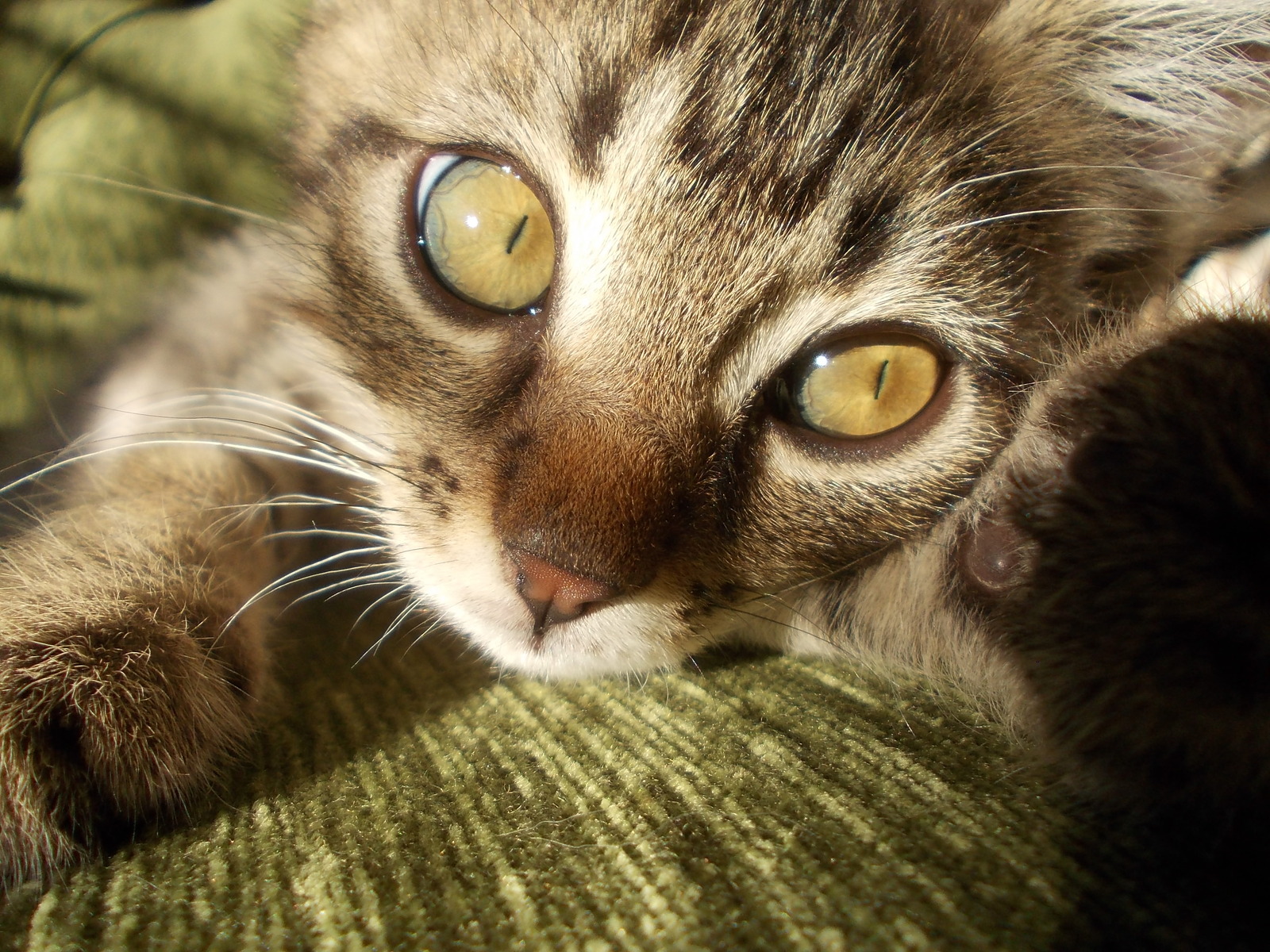 Photogenic Matisse, Maurice and Soffita! :))) - My, cat, Dog, Foundling, Longpost