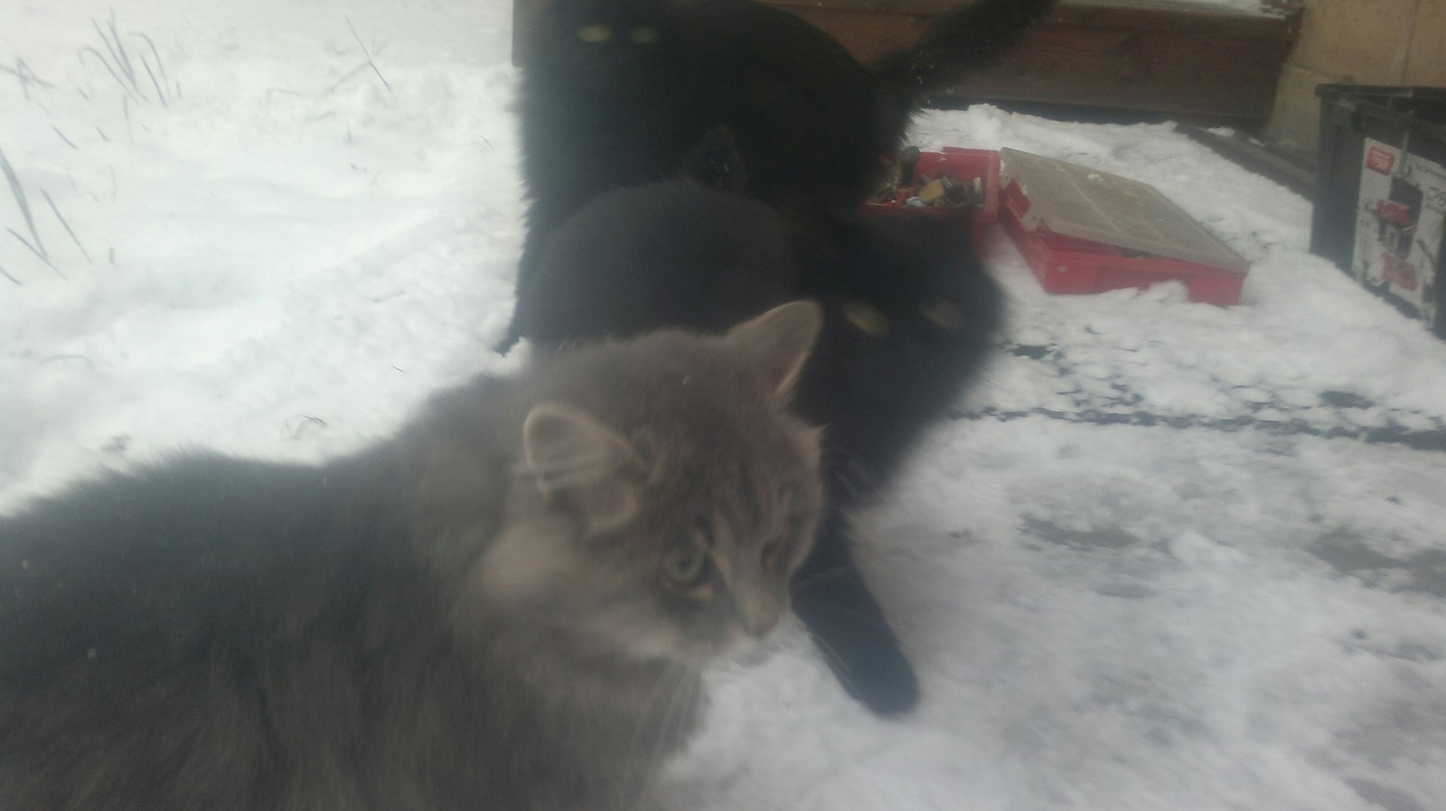 Abandoned cats. - My, cat, Winter, Kindness, Work, PVC windows, Longpost, Help, Helping animals