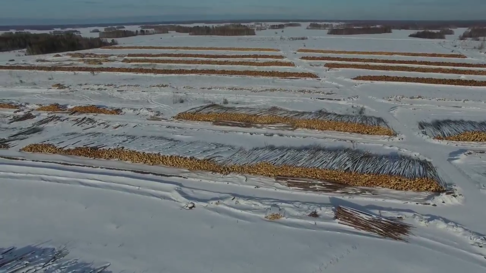 They are cutting down the forest for a clean one in the Tomsk region! - Forest, Felling, Chinese