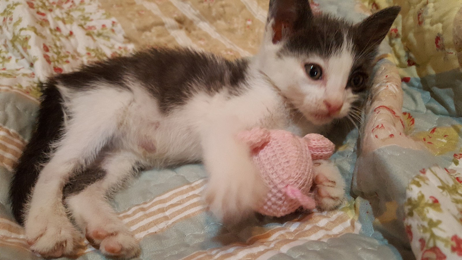 A story about saving a kitten. - My, Crete, Animal Rescue, Longpost, cat