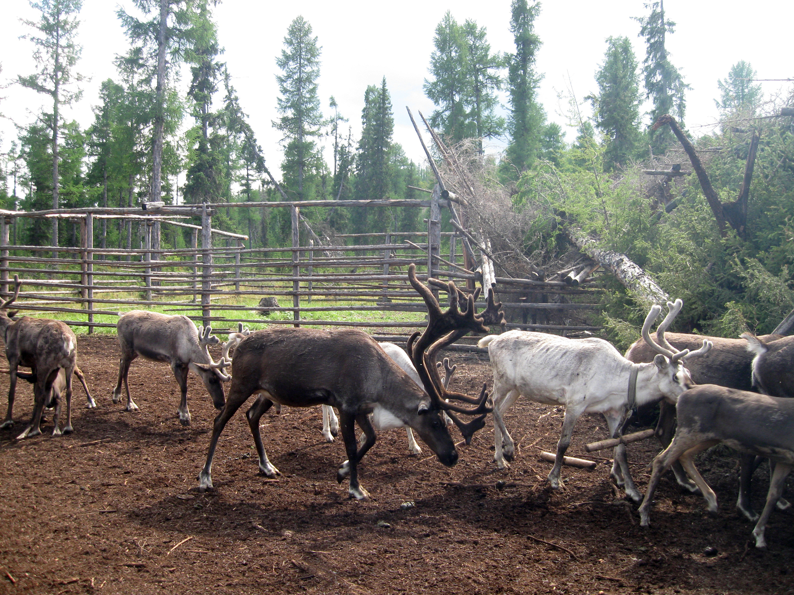 Geologist's Notes. - My, Geology, Geologists, Yakutia, 2017, Taiga, Deer, Longpost, Deer