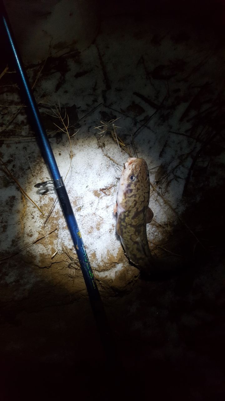 Burbot in autumn - My, , Fishing, Burbot, , Longpost