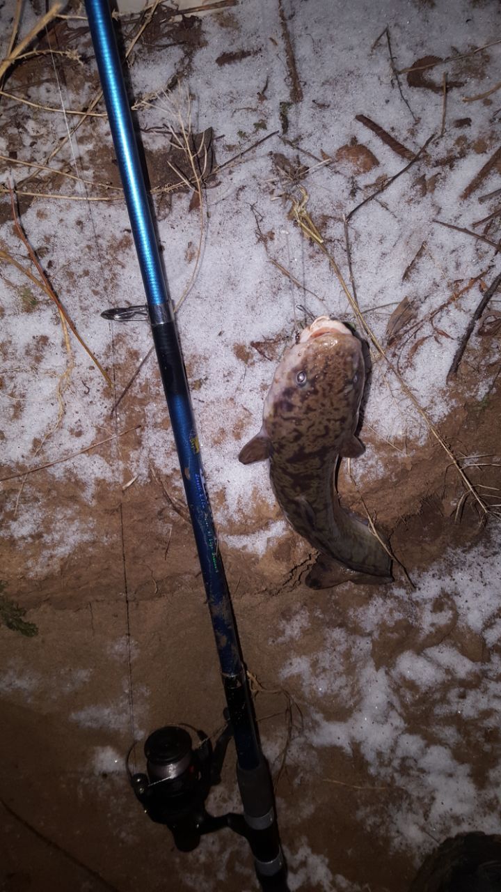 Burbot in autumn - My, , Fishing, Burbot, , Longpost