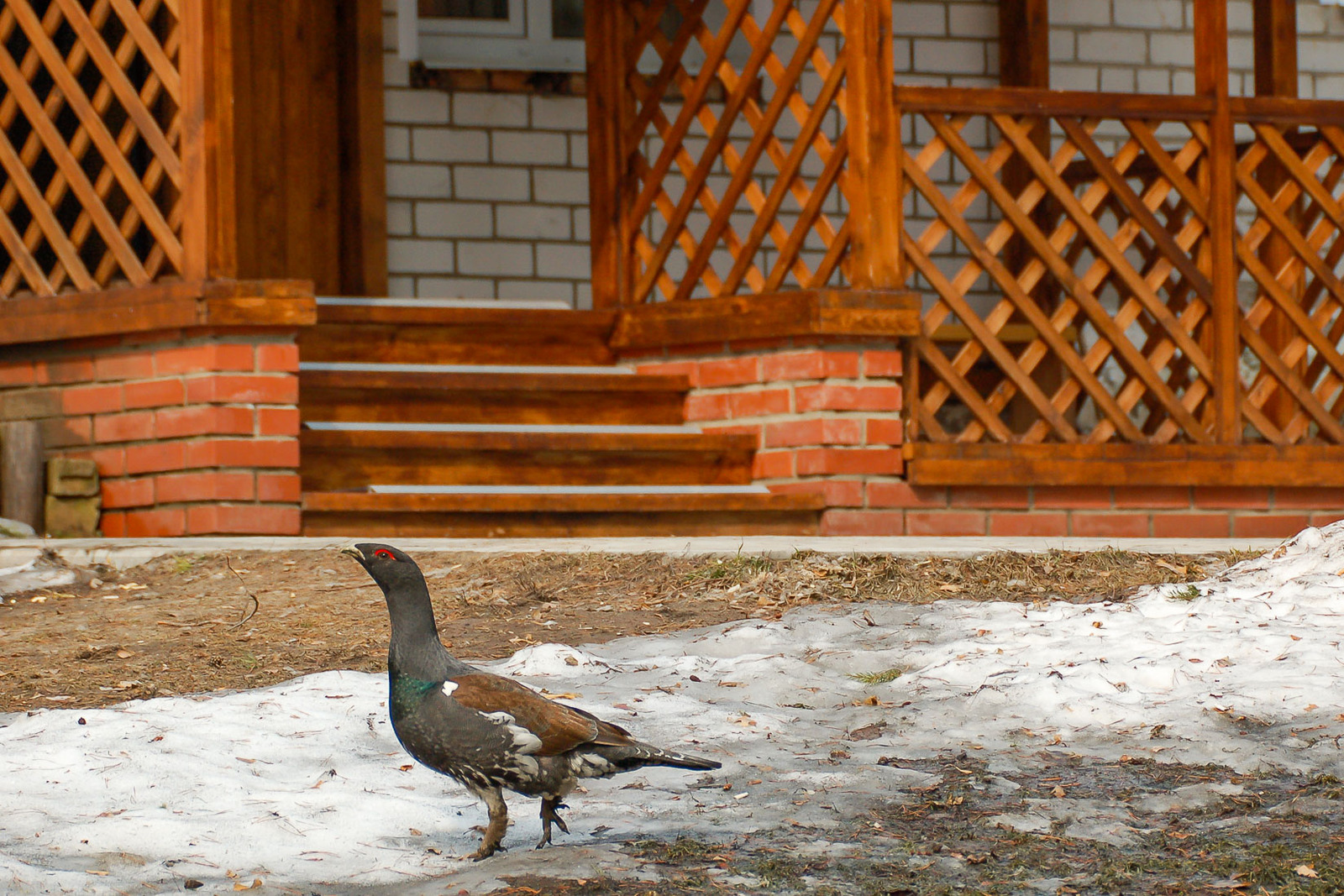 Your capercaillie is chasing our cats... - cat, Wood grouse, Monastery, Reserve, Artur Murzakhanov, Longpost, Reserves and sanctuaries