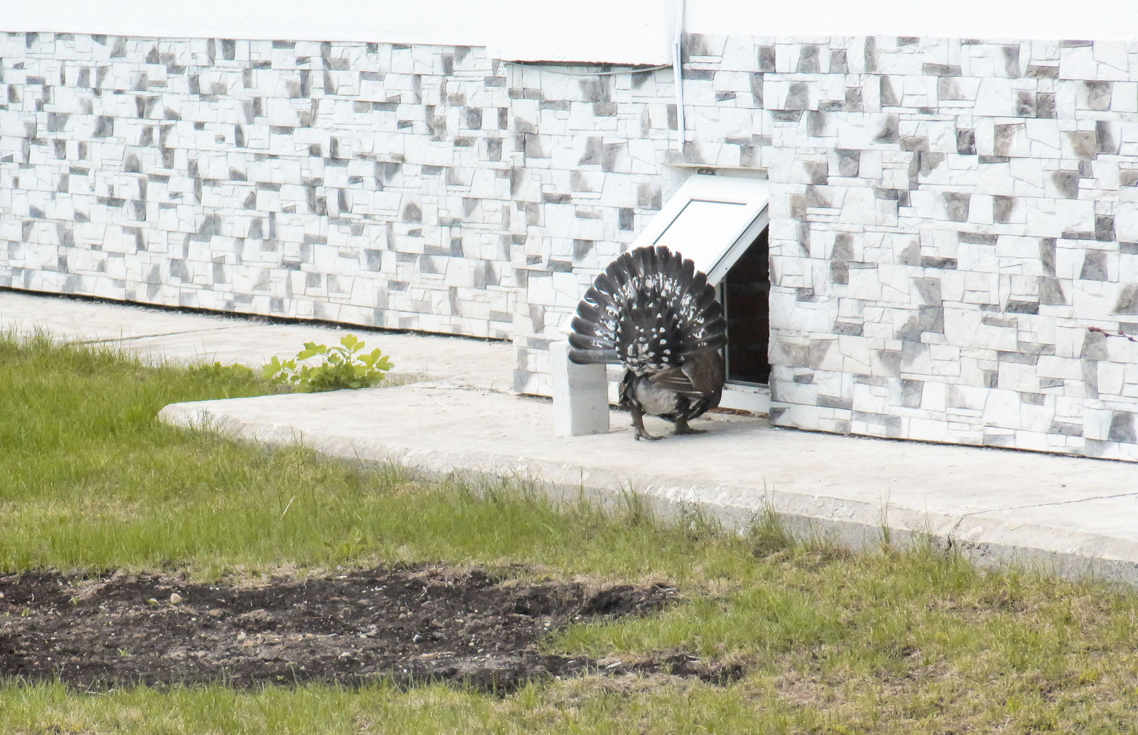 Your capercaillie is chasing our cats... - cat, Wood grouse, Monastery, Reserve, Artur Murzakhanov, Longpost, Reserves and sanctuaries