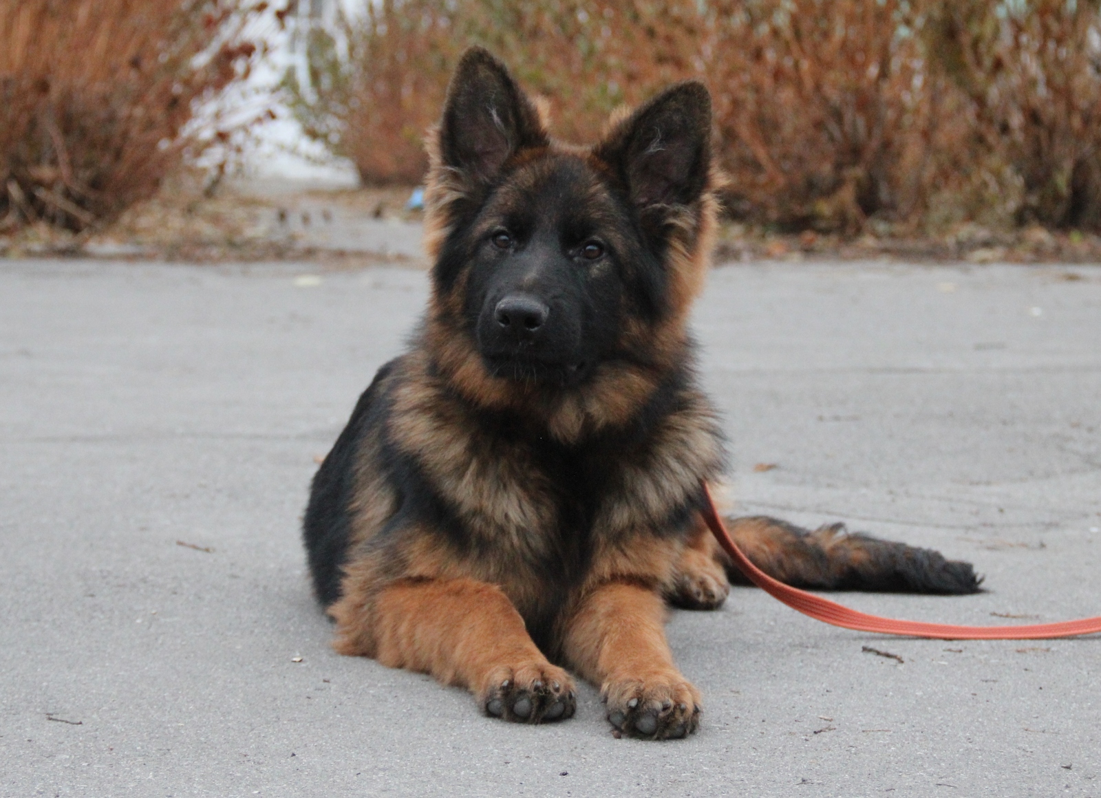 Franc - My, Dog, German Shepherd, Puppies, Longpost