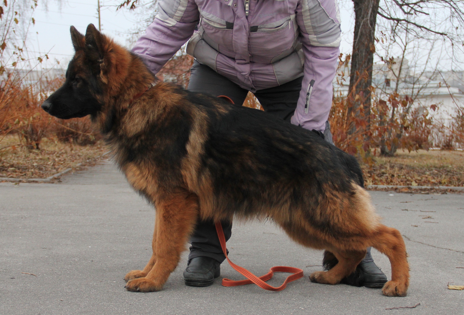 Franc - My, Dog, German Shepherd, Puppies, Longpost