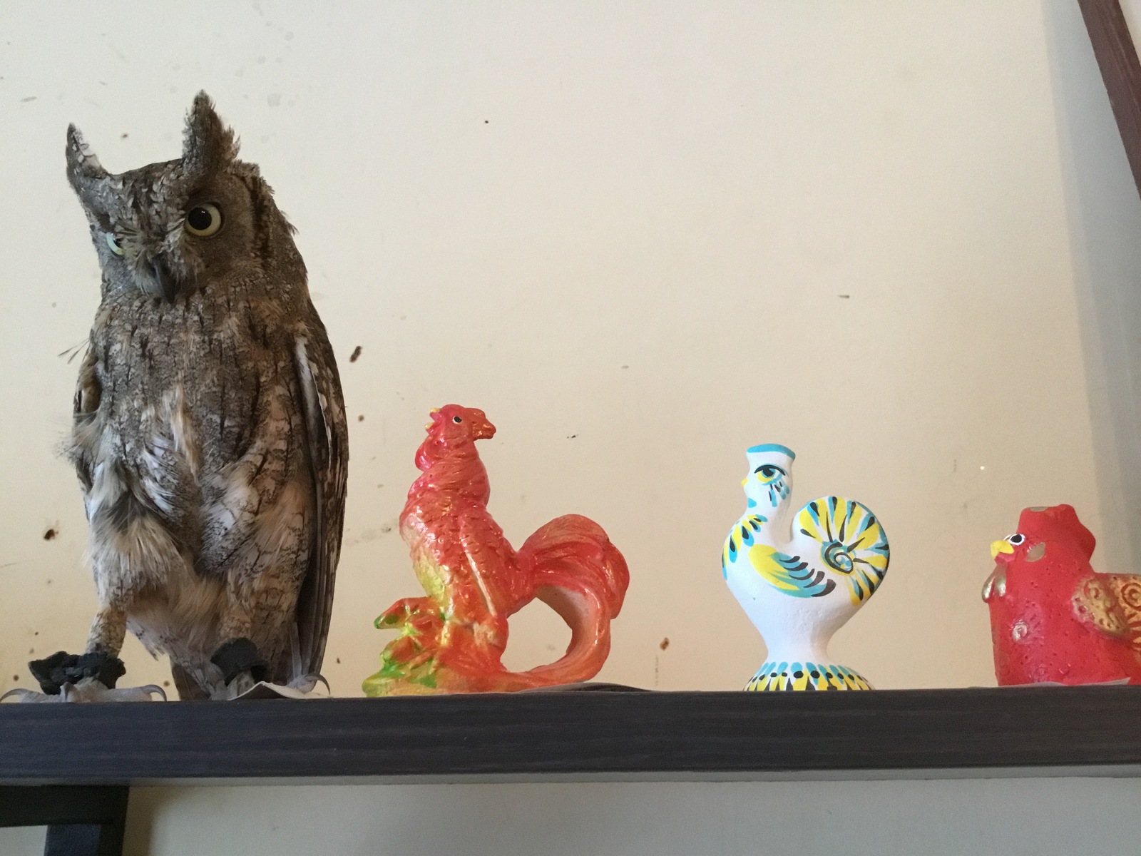 Monya with friends) - My, Owl, Rooster