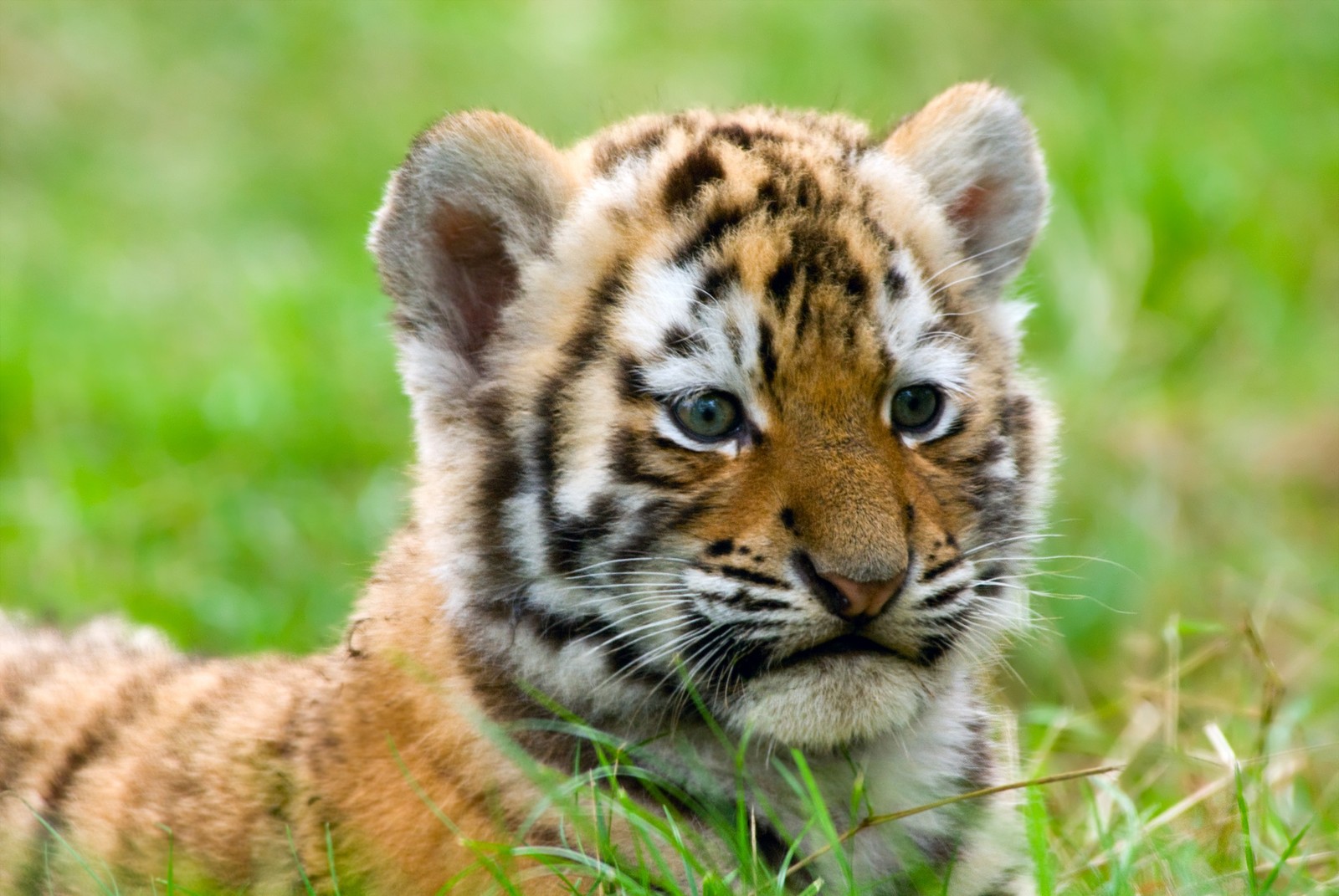 A tiger cub is also a kitten. - cat, Tiger, Pensiveness, Milota, Pet the cat