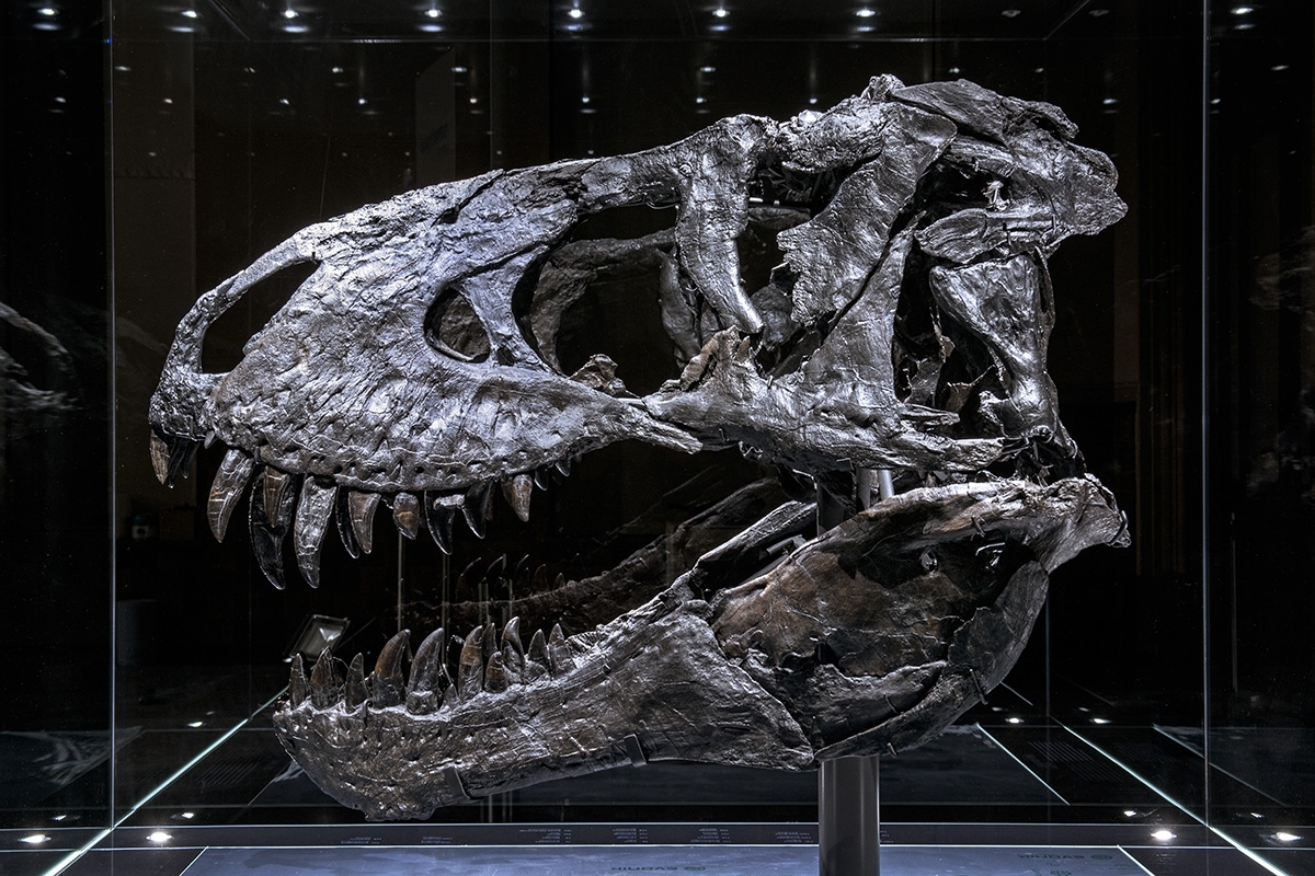 Tristan - My, Dinosaurs, Museum, Paleontology, Longpost