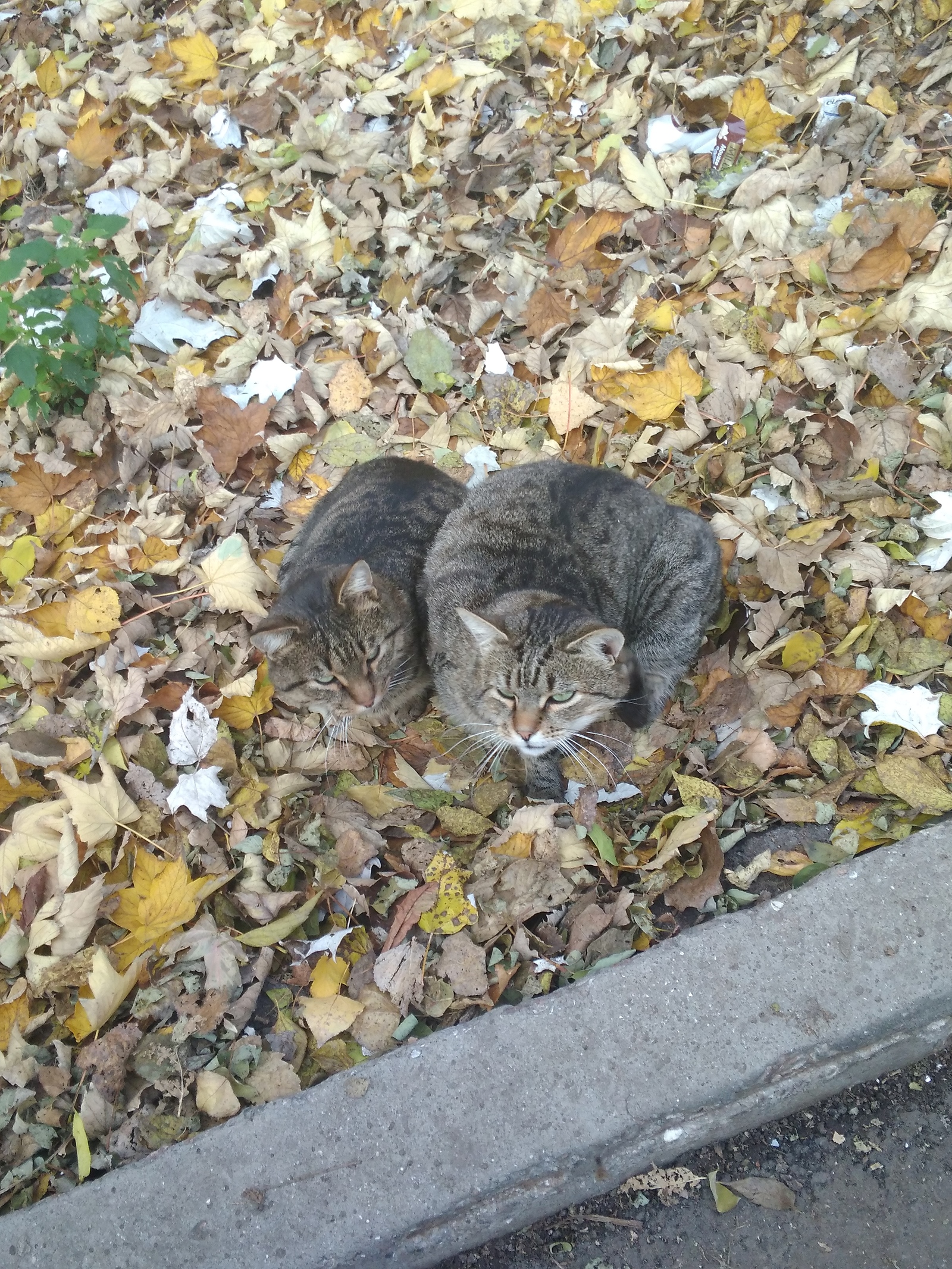 Perfectly synchronized cats. - My, cat, Autumn, Longpost