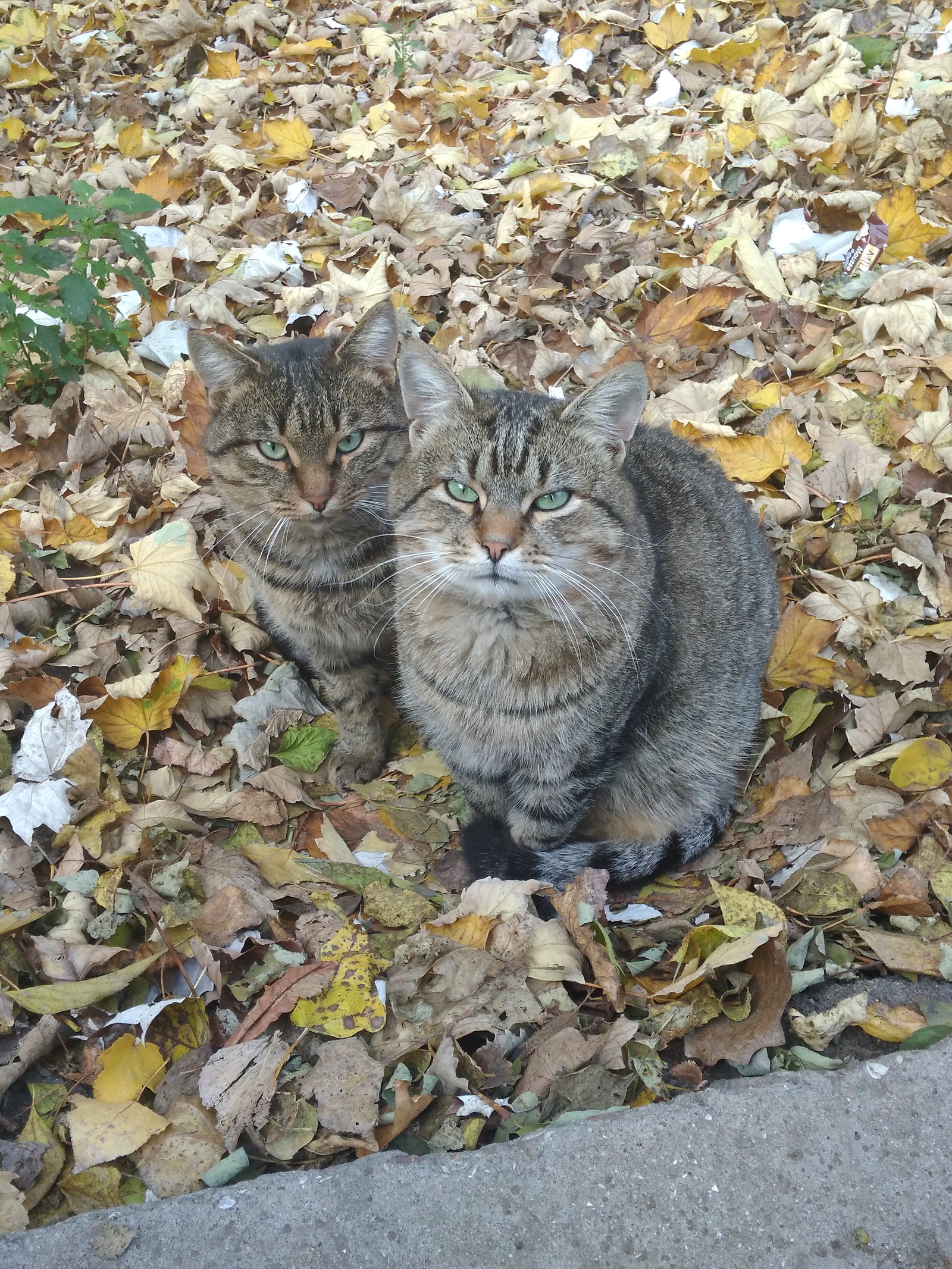 Perfectly synchronized cats. - My, cat, Autumn, Longpost