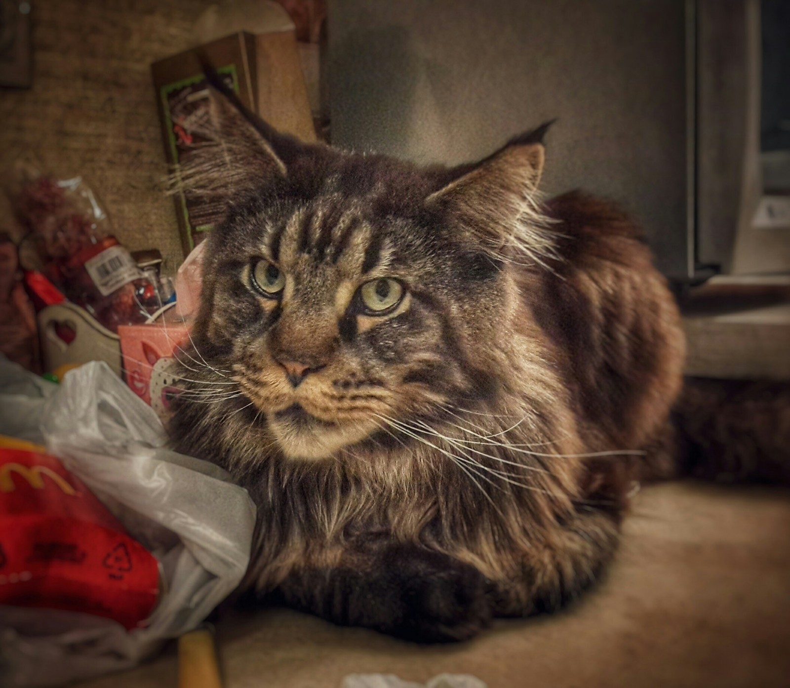 Chief is a cat-dog and a friend. - My, cat, Maine Coon, Kotopes, Longpost