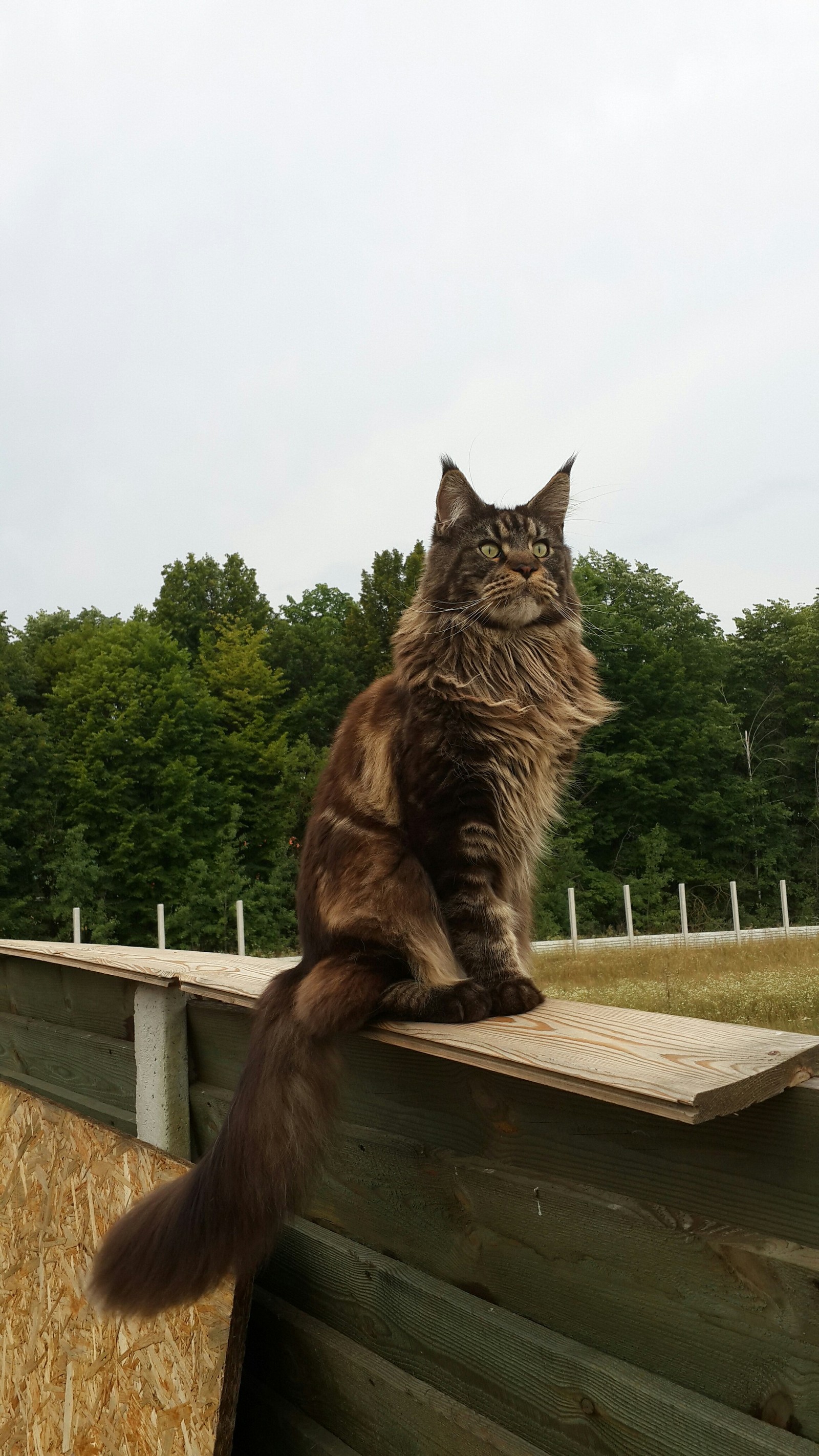 Chief is a cat-dog and a friend. - My, cat, Maine Coon, Kotopes, Longpost