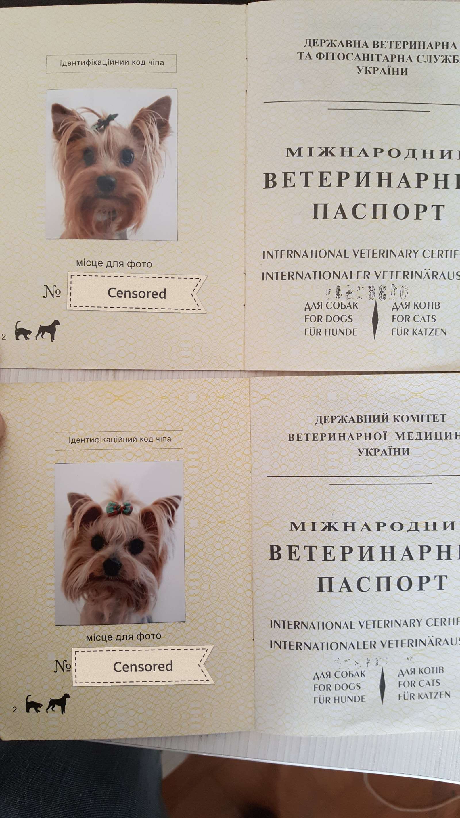 Собака Фото На Паспорт