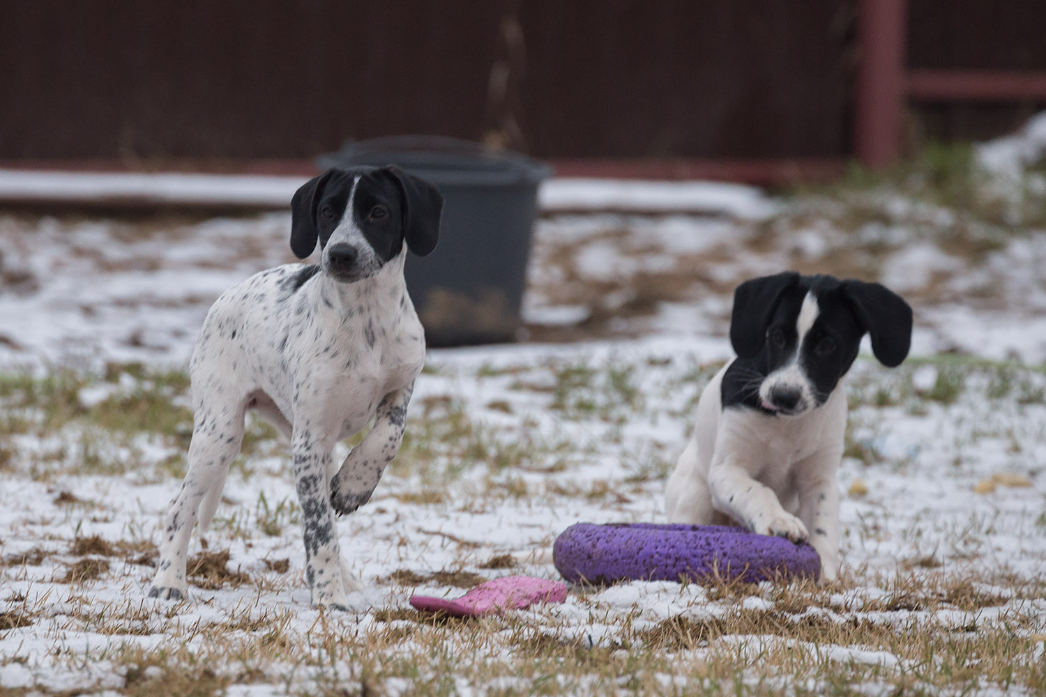 Little villains are 3 months old and they are ready to become yours absolutely free!)) Moscow - My, Dog, In good hands, , , Moscow, Family, Longpost, Hunting dogs