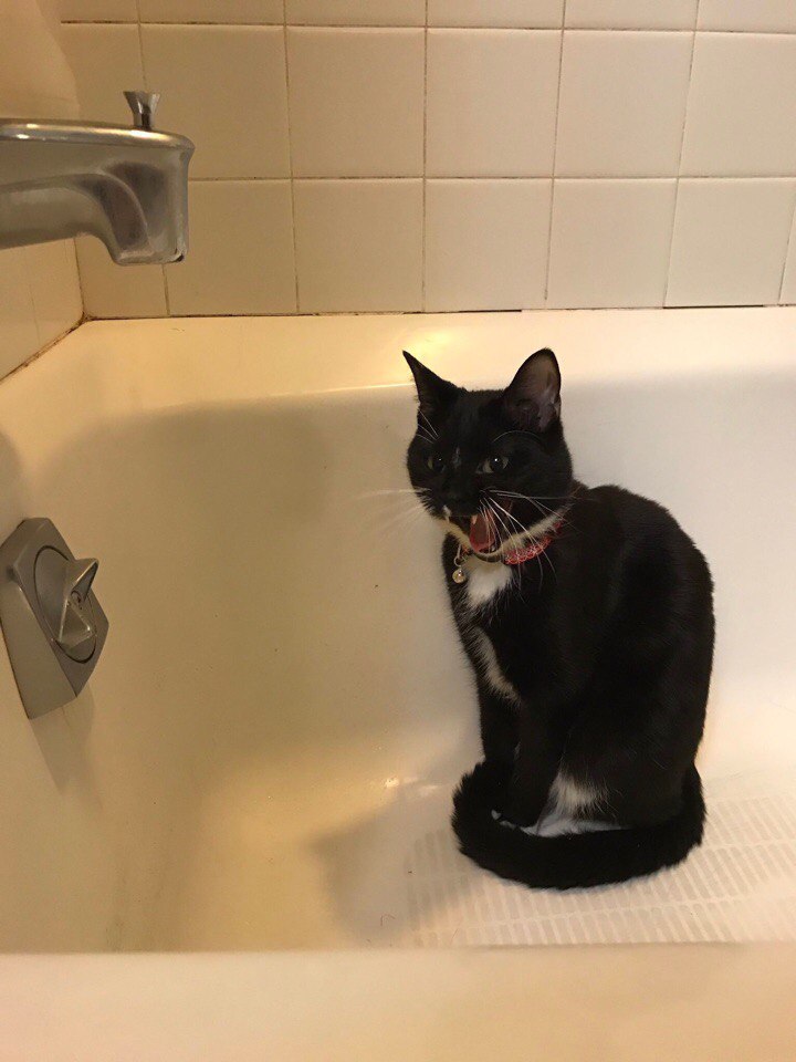 She screamed for three minutes at drops of water, get out of the bath little assholes - Water, Milota, cat, Humor, The photo, Bath, , Longpost