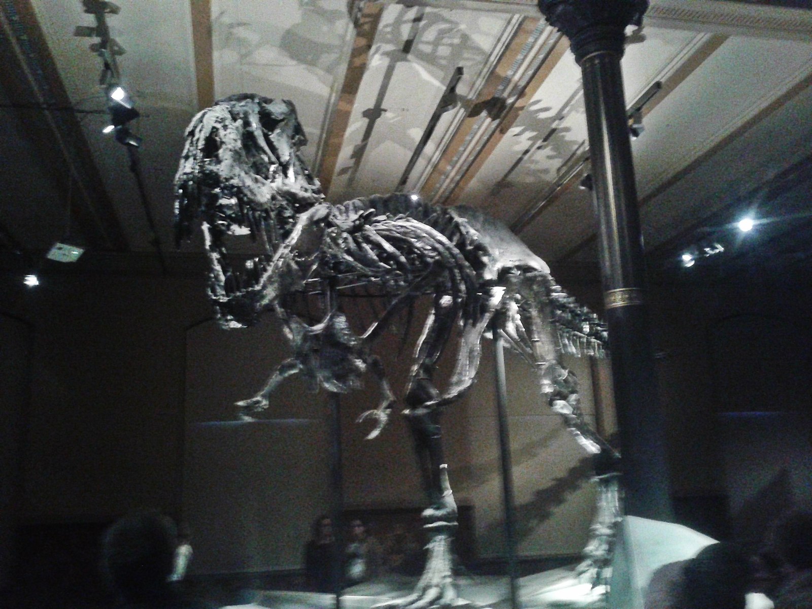 Tristan - My, Dinosaurs, Museum, Paleontology, Longpost