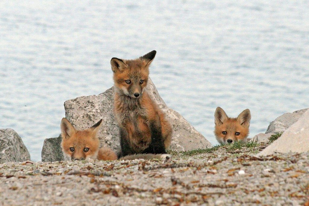 Foxes on reconnaissance. - Fox, Animals, Intelligence service, Fox cubs, The photo