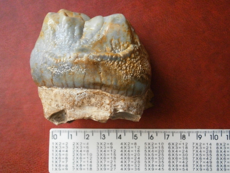 Mastodon tooth? Question to the league of paleontologists. - My, Teeth, Mastodon, Fossils, Paleontology, Mammoth, Longpost