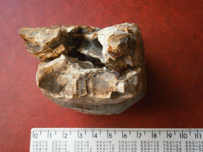 Mastodon tooth? Question to the league of paleontologists. - My, Teeth, Mastodon, Fossils, Paleontology, Mammoth, Longpost