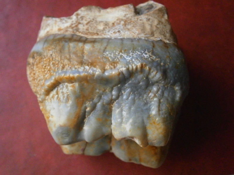 Mastodon tooth? Question to the league of paleontologists. - My, Teeth, Mastodon, Fossils, Paleontology, Mammoth, Longpost