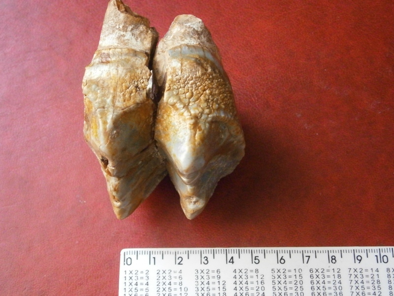 Mastodon tooth? Question to the league of paleontologists. - My, Teeth, Mastodon, Fossils, Paleontology, Mammoth, Longpost