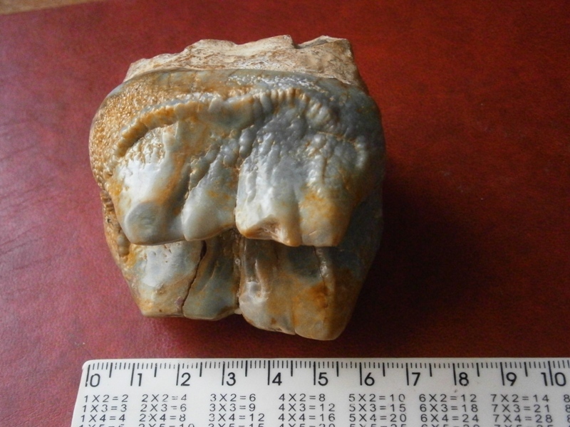 Mastodon tooth? Question to the league of paleontologists. - My, Teeth, Mastodon, Fossils, Paleontology, Mammoth, Longpost