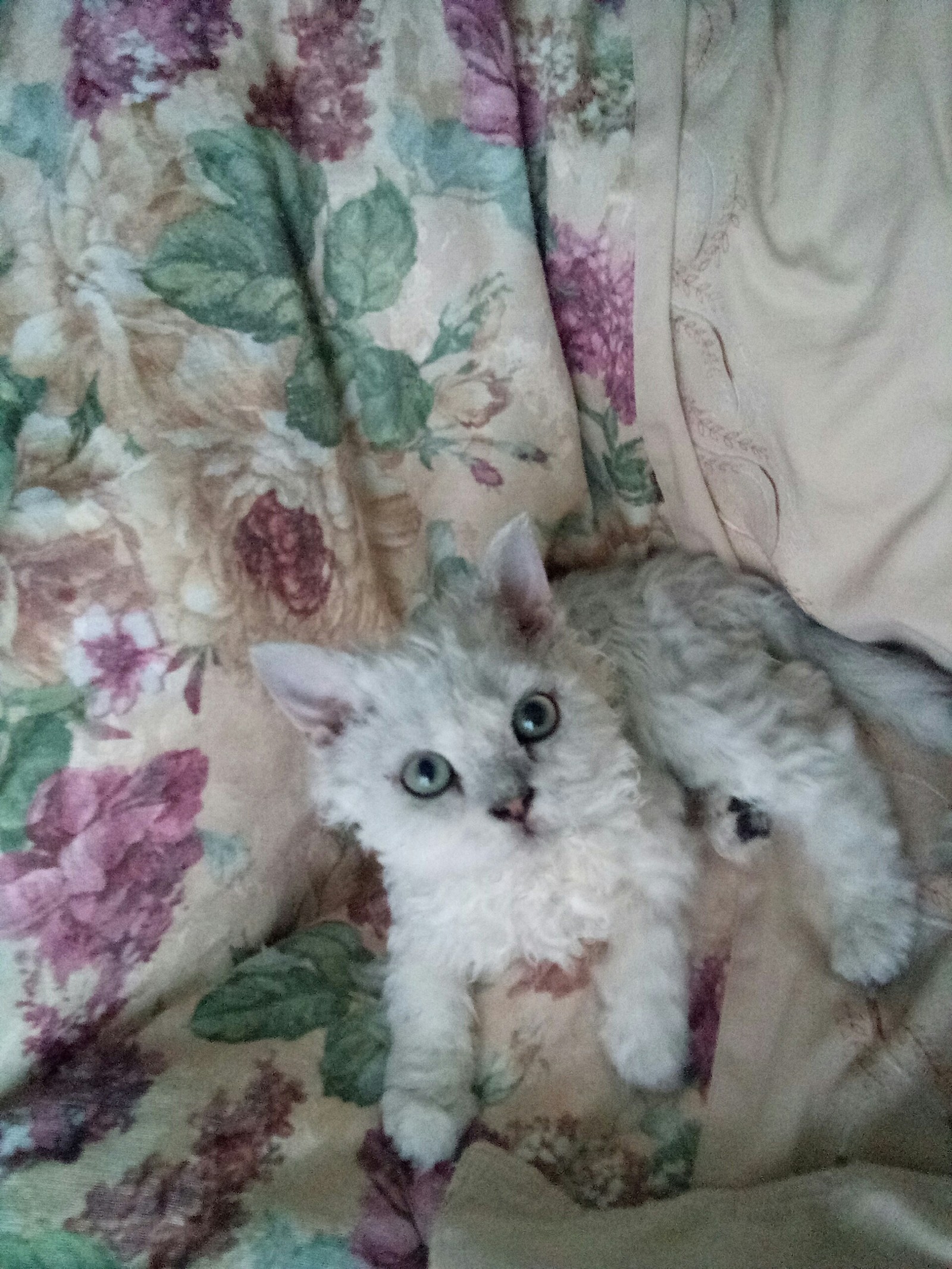 I will also lay out our cat's was / became - My, cat, Selkirk rex, Longpost