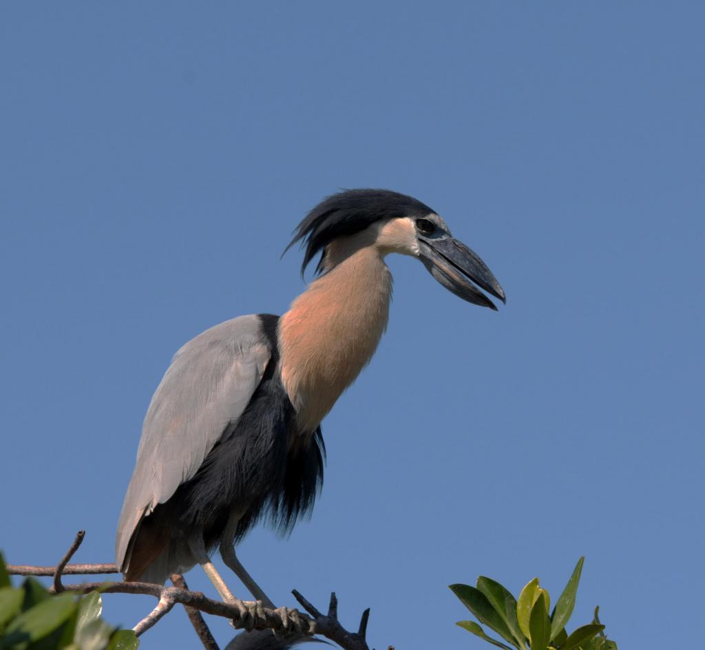 Shuttlecock - Birds, Biology, Zoology, Beak, Interesting, Video, Longpost