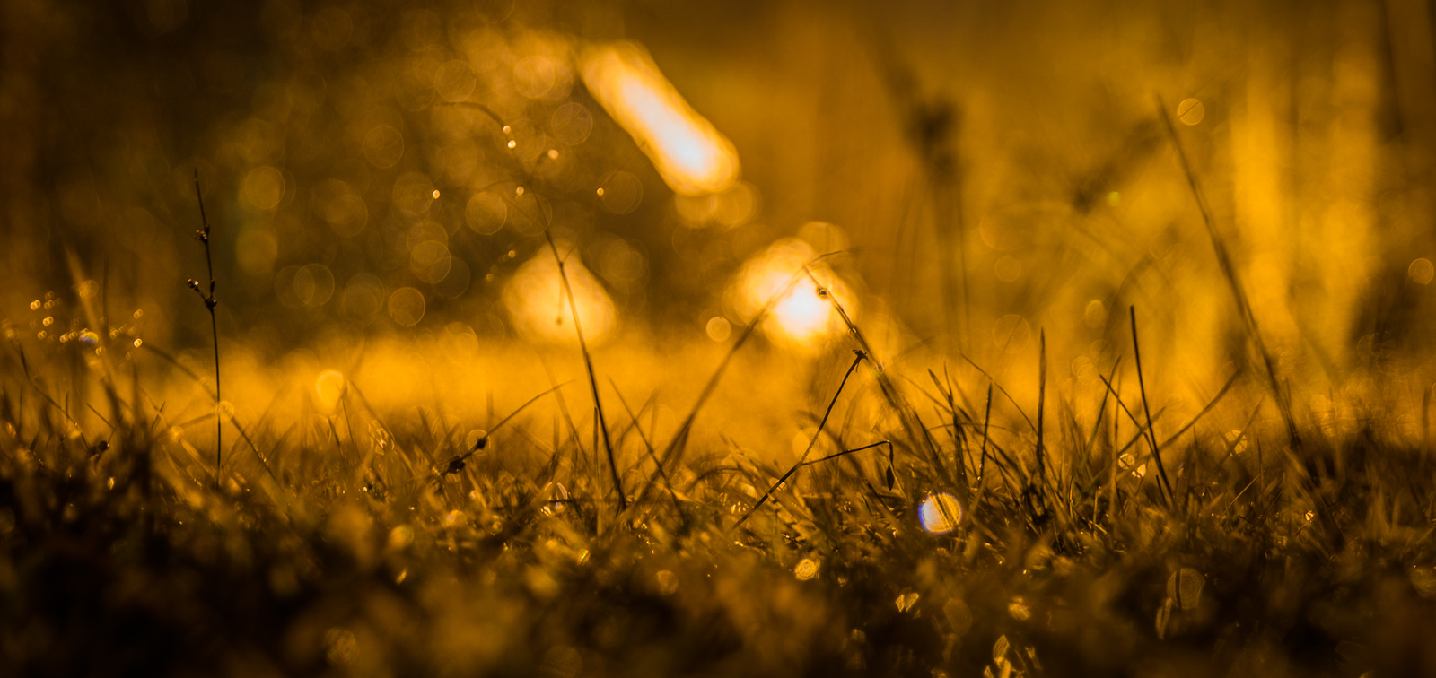 Rainy autumn night - My, Autumn, Rain, Night, Maple, Canon 24-70, Longpost