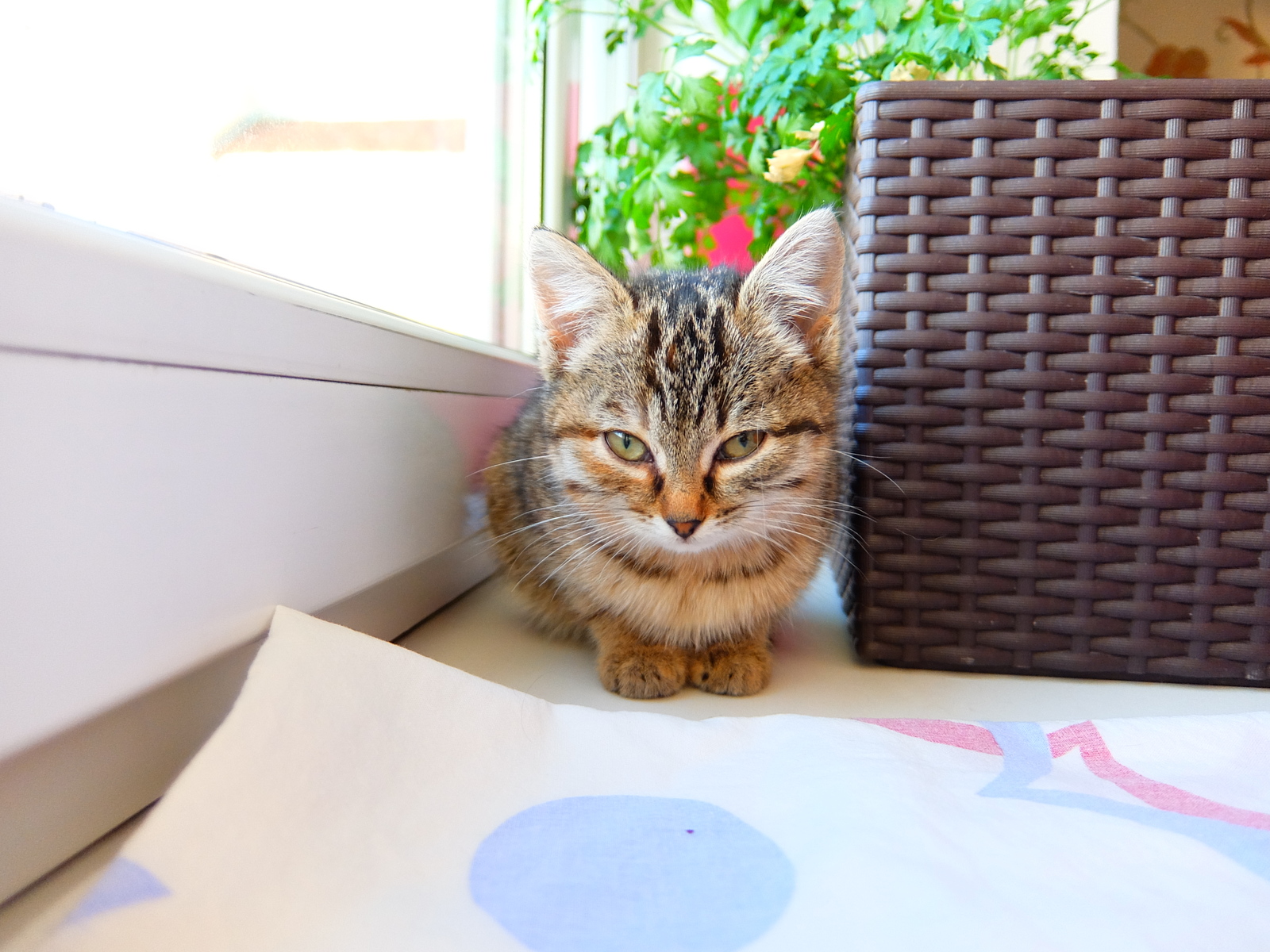 Urgently give 2 kittens, Barnaul - My, In good hands, cat, Longpost