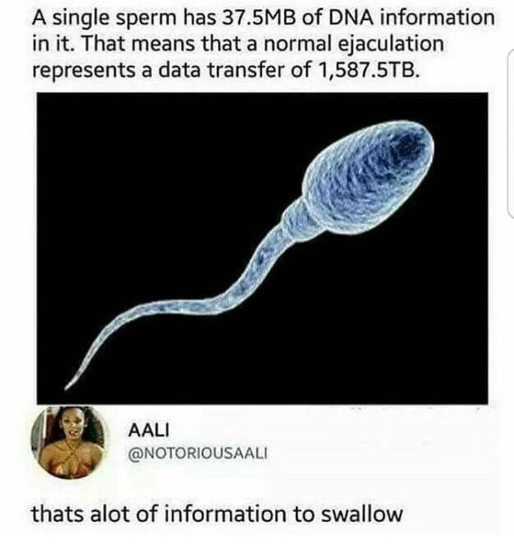 One sperm carries 37.5 MB of genetic information. - Sperm, Cannibal, , Lost in translation, Terabyte