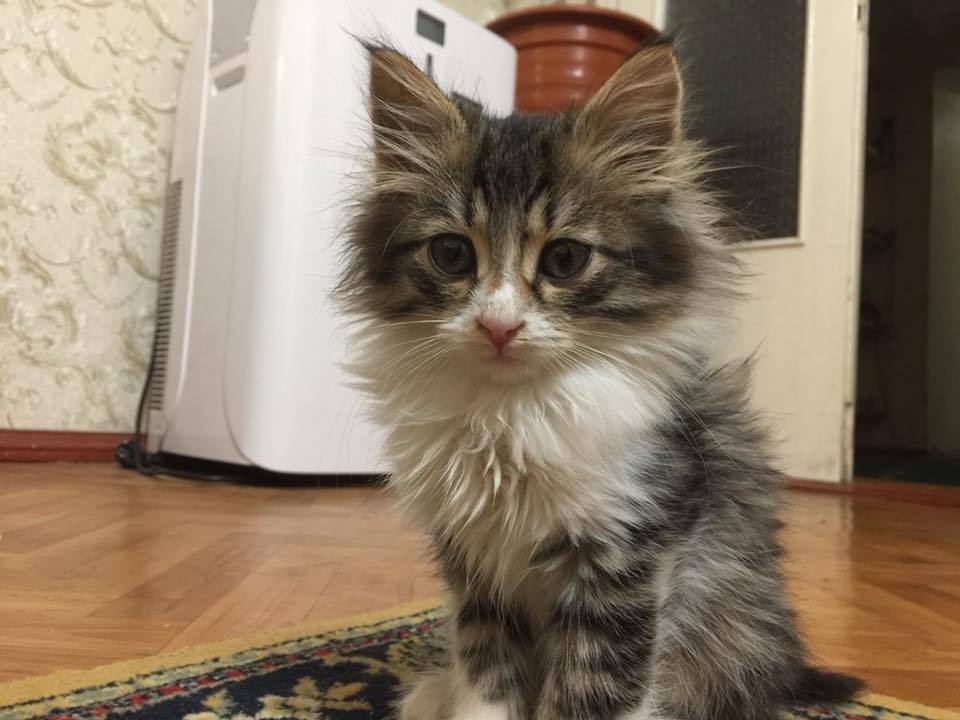 Kishinev. Kind and affectionate baby about 2 months old looking for a new home - My, Kishinev, , In good hands, Good league, Longpost, cat, Help, Helping animals